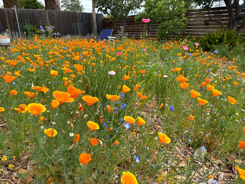 Native Plant Meadows