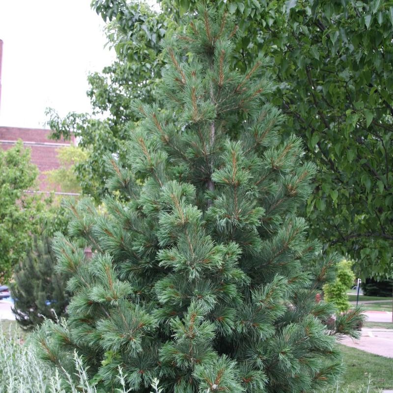 Limber Pine