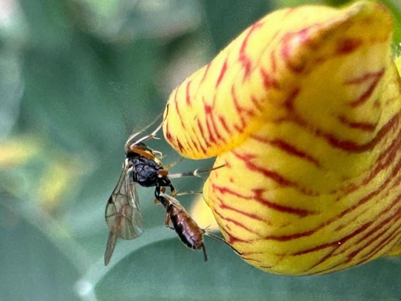 Natural Predators Provide Some Control