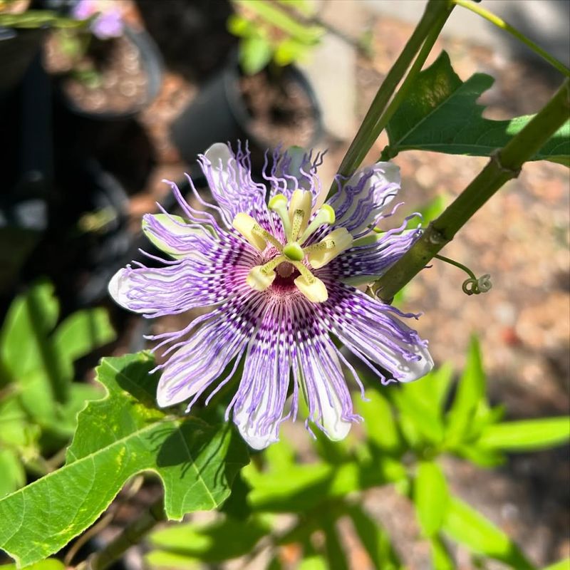 Passionflower (Passiflora Incarnata And Passiflora Caerulea)
