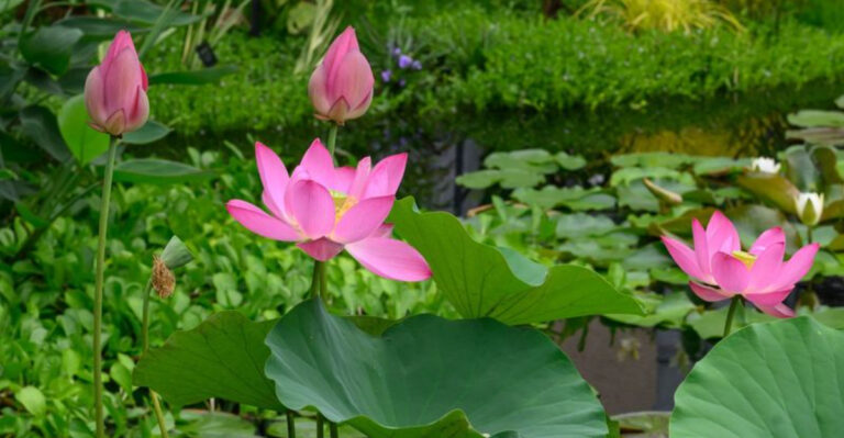 pink lotus
