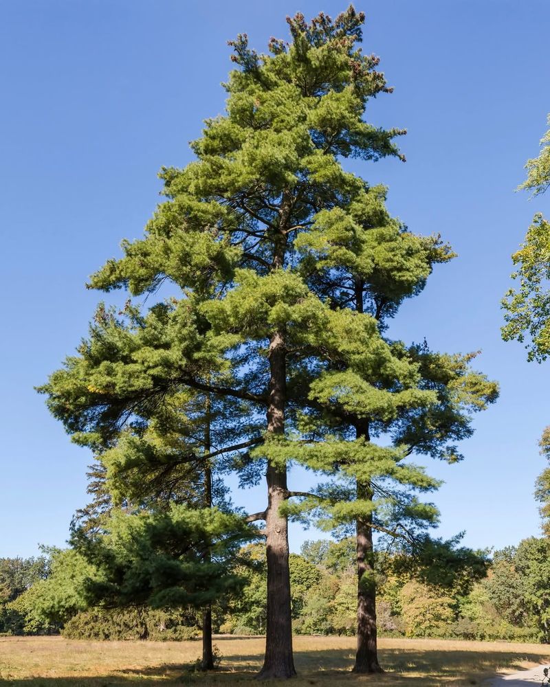 Eastern White Pine