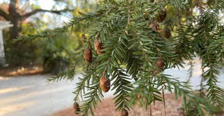 Eastern Hemlock