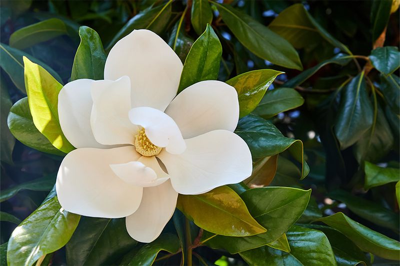 Southern Magnolia