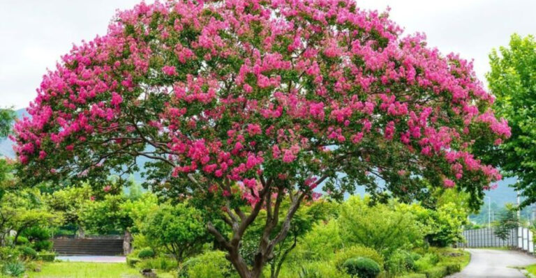 Crape Myrtle