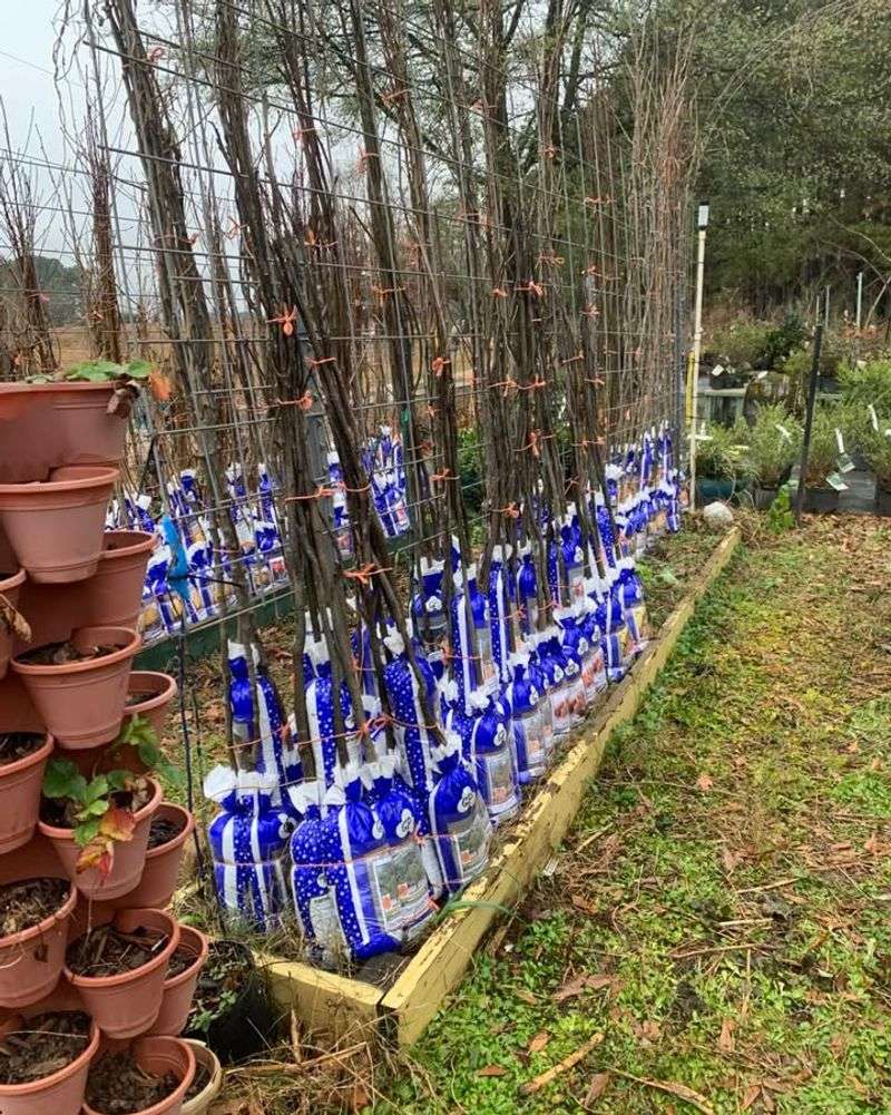 Bare-Root Plants Are Available at Lower Prices