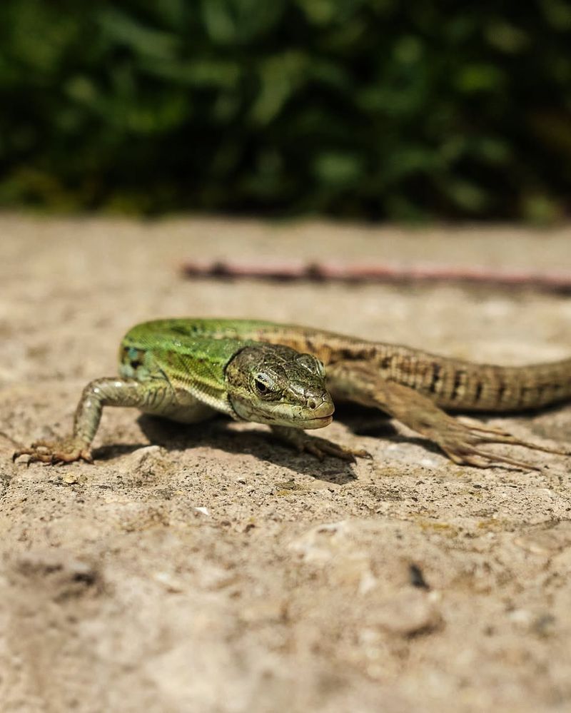 Walls Provide Protection From Predators