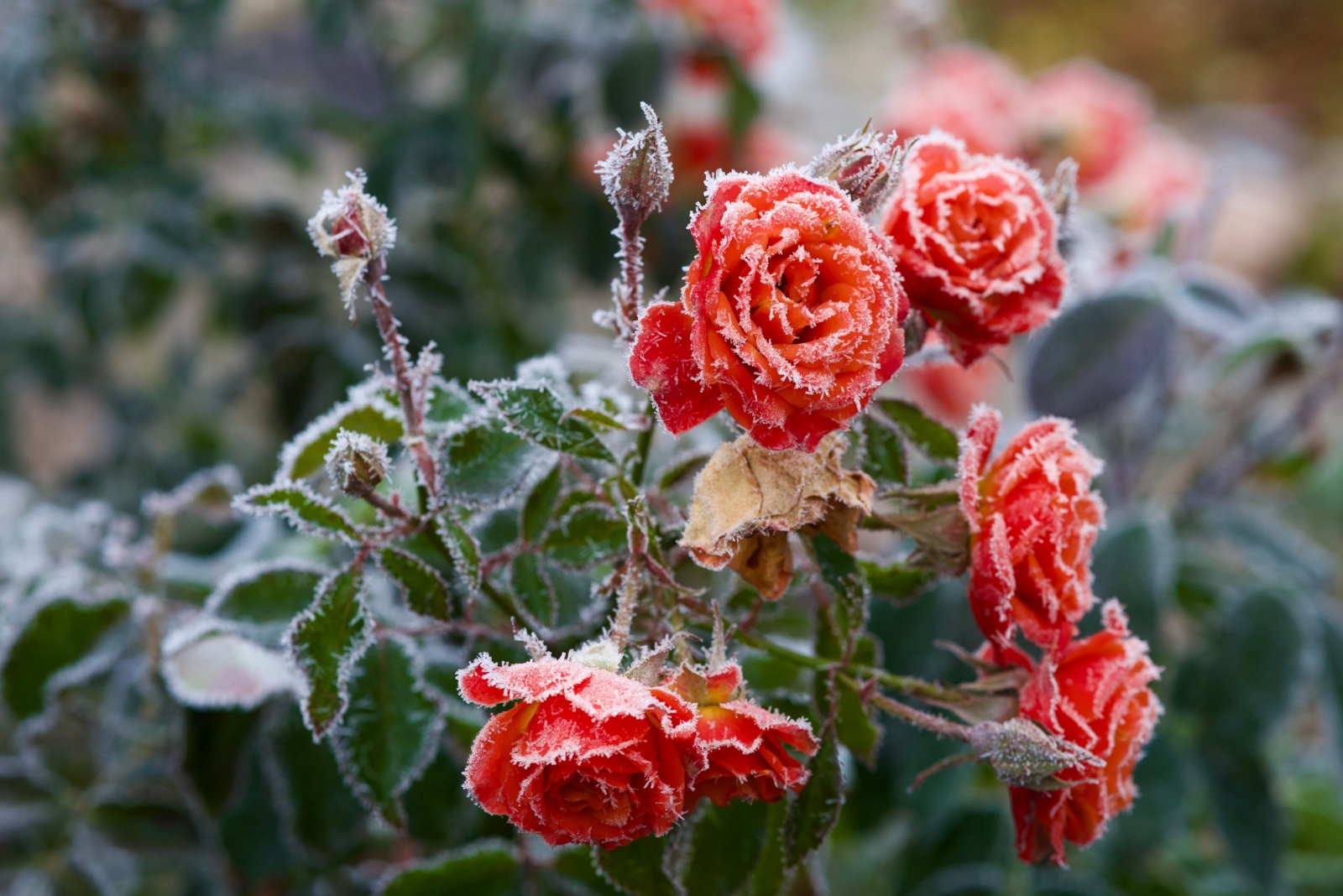 rose plant covered in frost