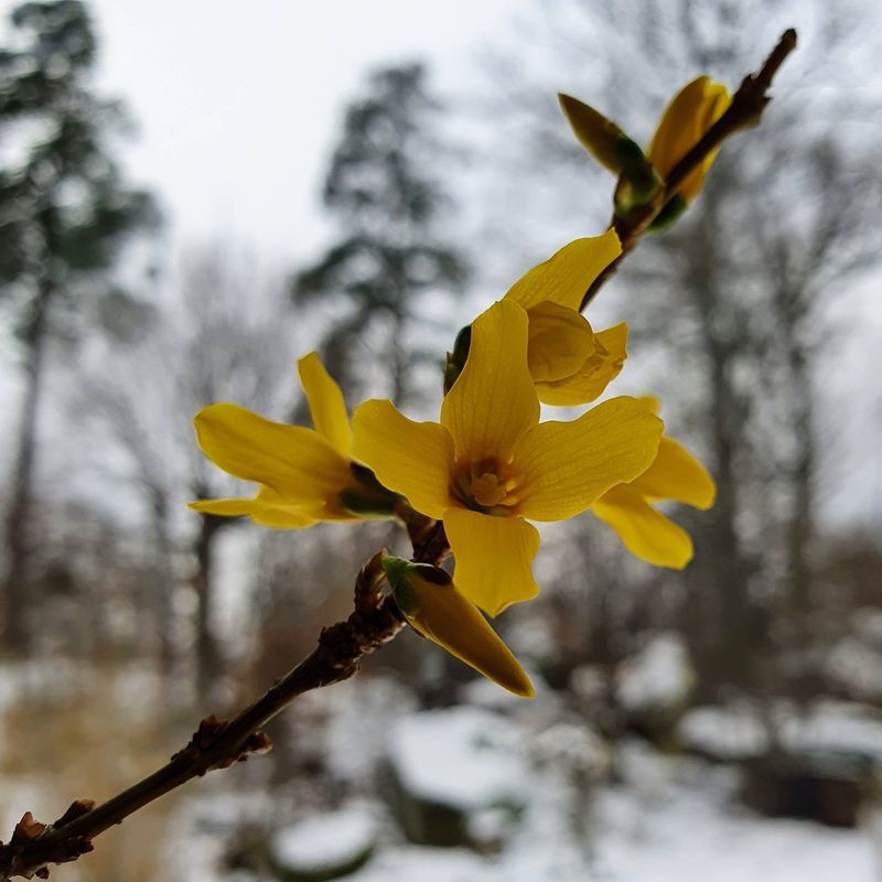 Warmer Temperatures Confuse Plant Internal Clocks