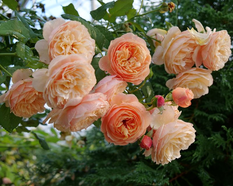 Genetic Mutations Are Triggering Extra Petals