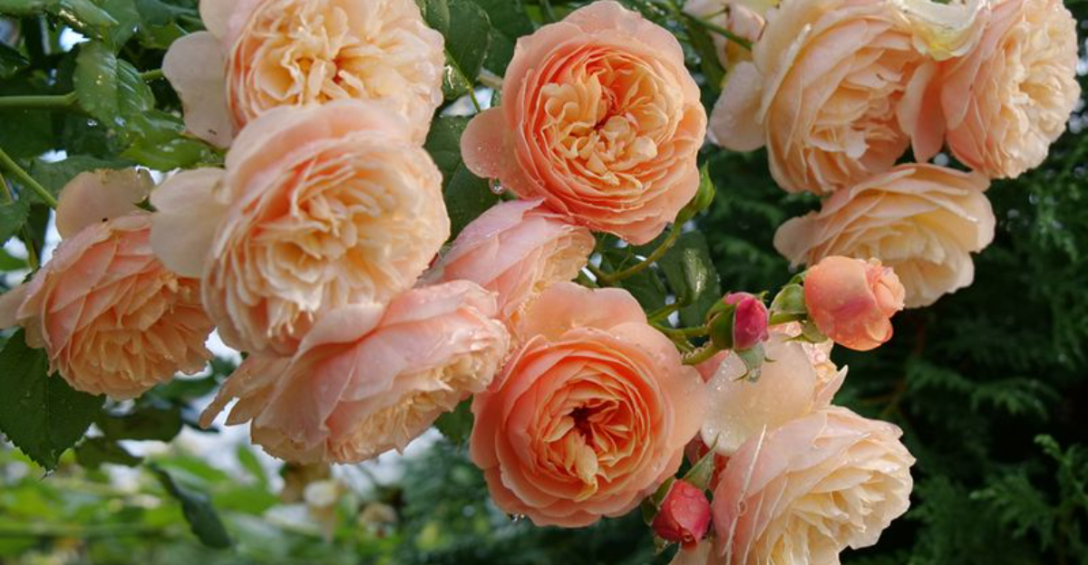 Gardeners In Massachusetts Are Finding Roses With Double Petals — Here’s What Is Causing It