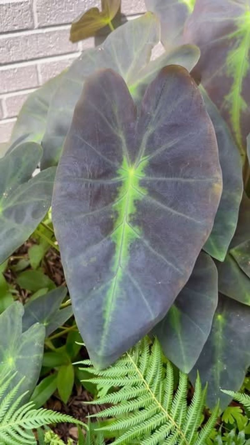 Elephant Ear (Colocasia)