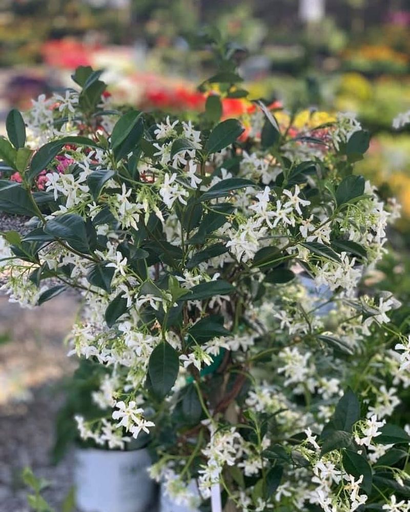 Confederate Jasmine (Star Jasmine)