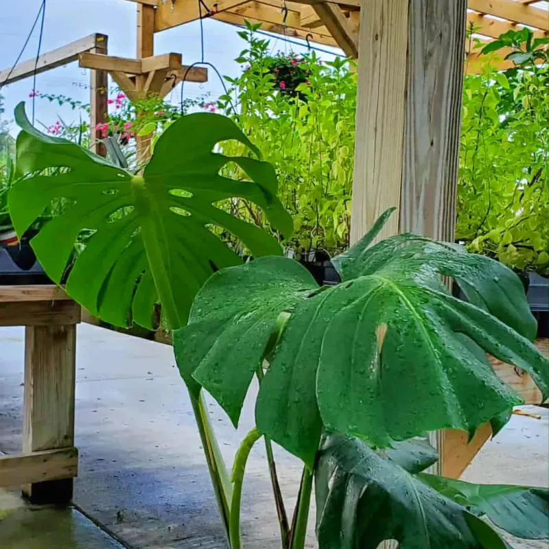 Monstera Deliciosa