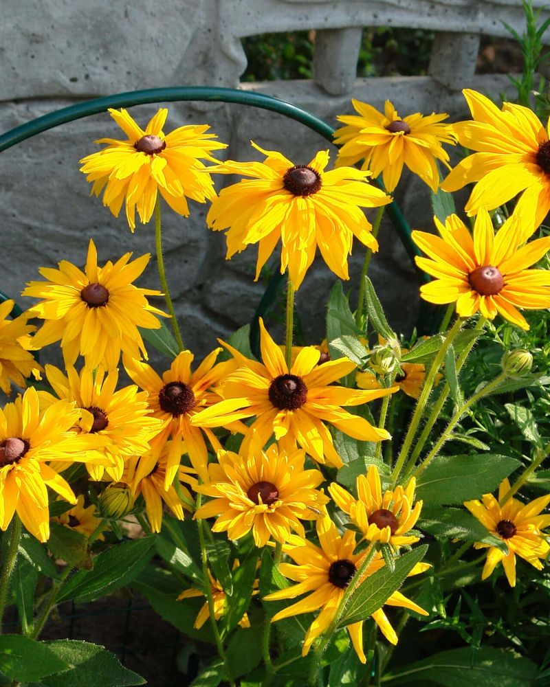 Black-Eyed Susans Brighten Difficult Days