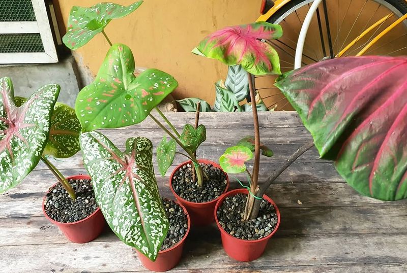 Sharing Plants With Family And Neighbors