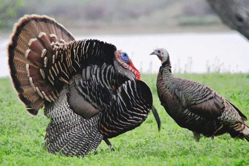 Breeding Season Increases Movement And Visibility