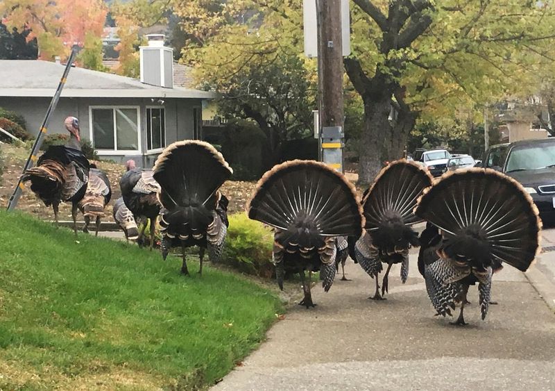 Suburban Areas Reduce Hunting Pressure