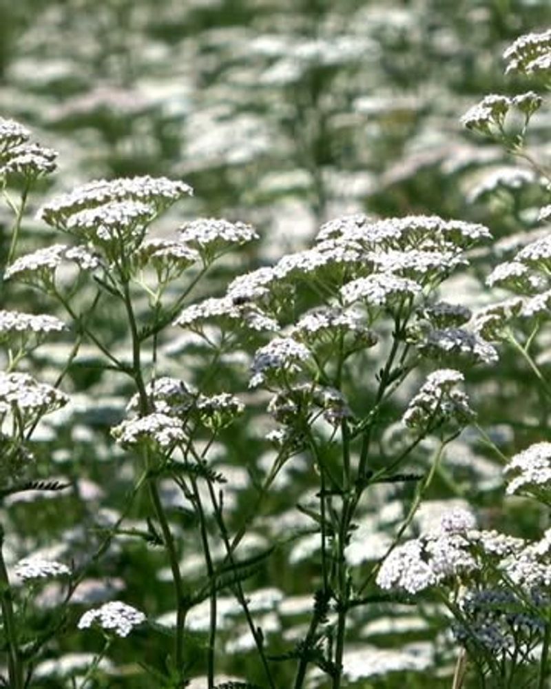 Yarrow (Achillea Millefolium)