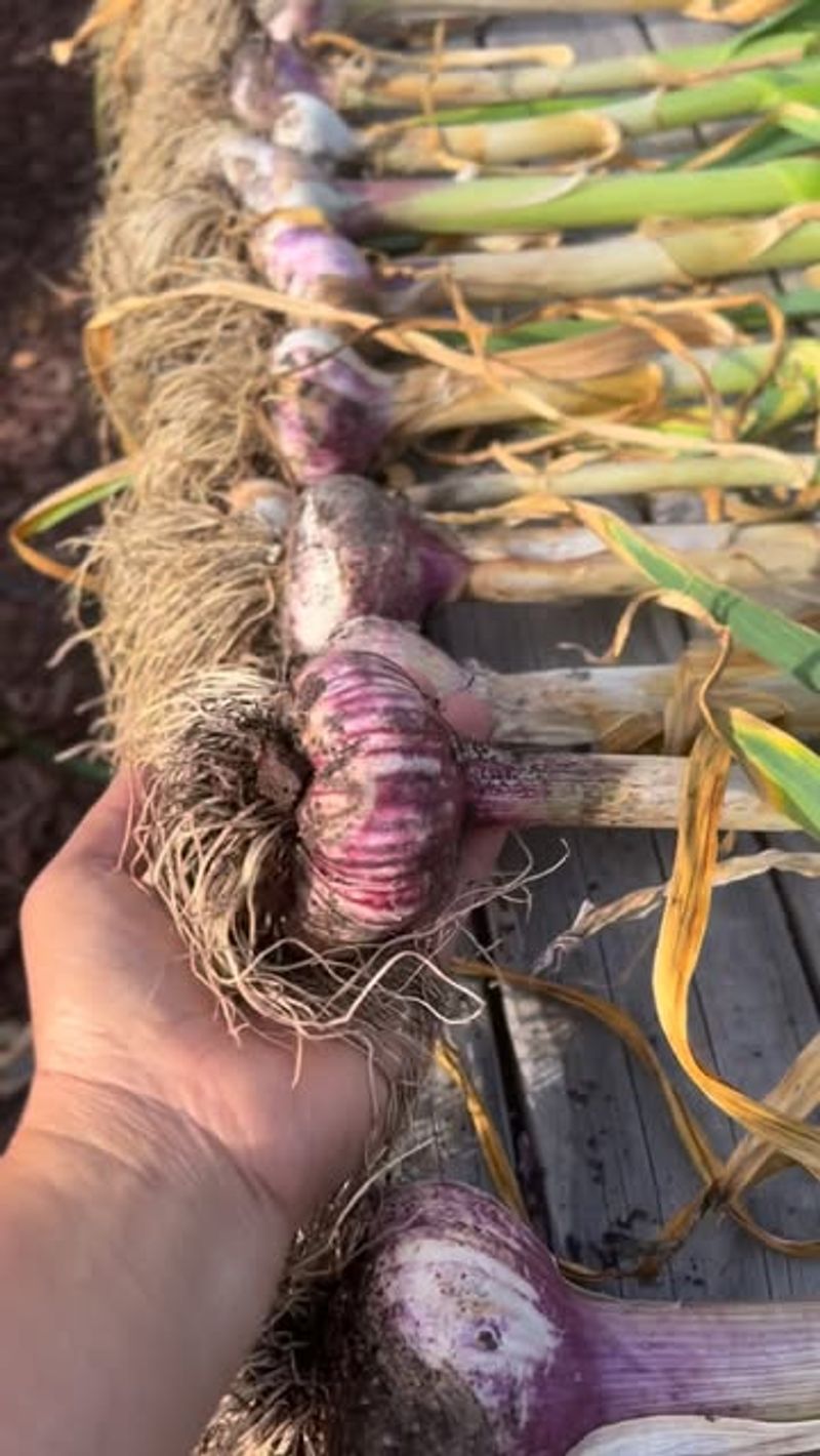 Planning And Experimenting With New Garlic Varieties