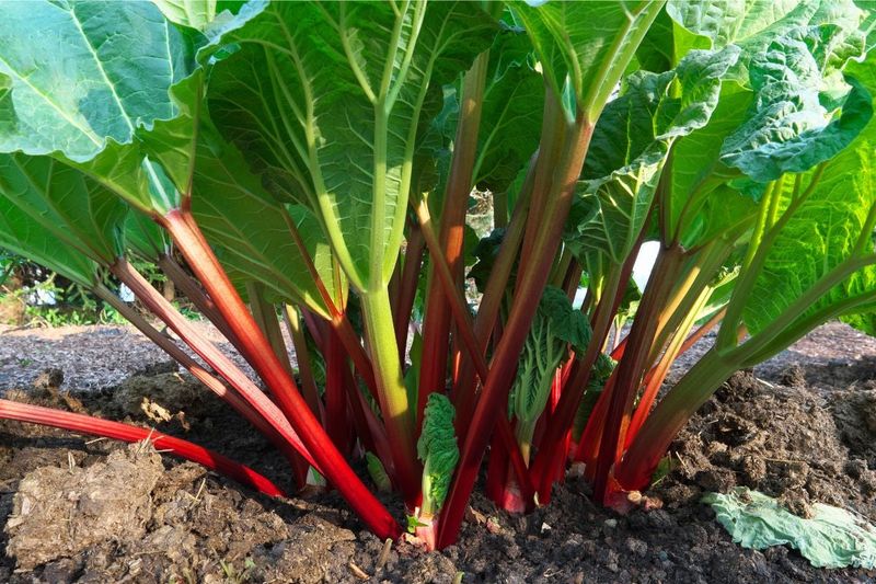 Rhubarb (Rheum Rhabarbarum)