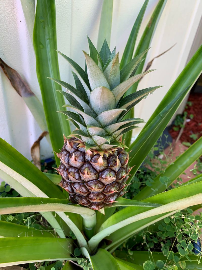 Pineapple Tops Take Patience But Deliver Results