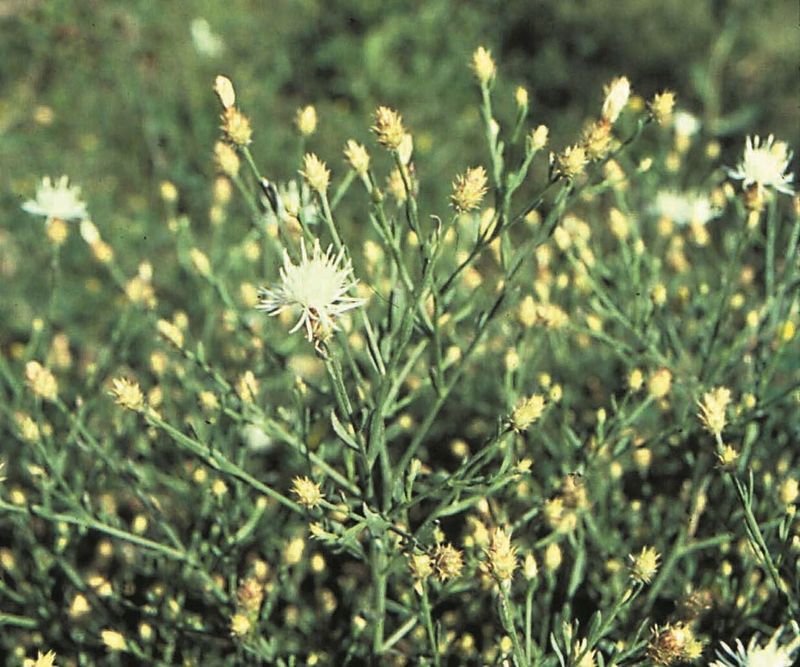 Diffuse Knapweed (Centaurea Diffusa)