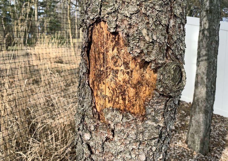 It Helps Reduce Rodent Damage Around Tree Trunks