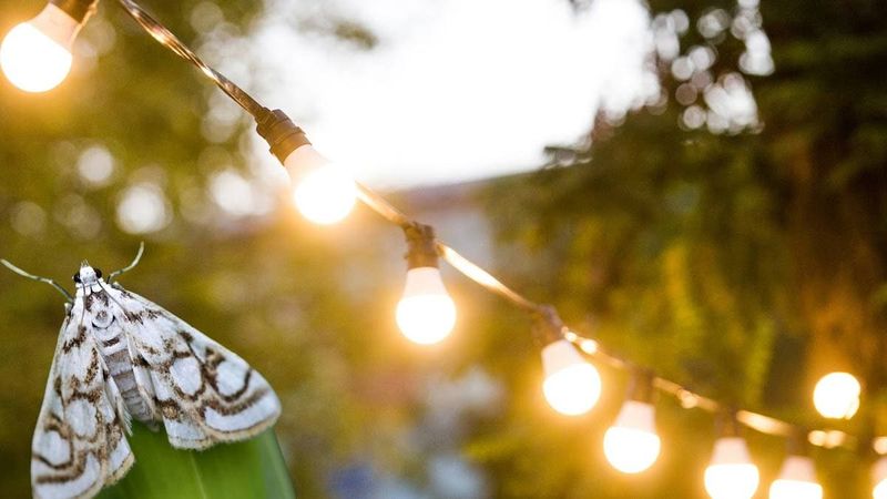 Decorative Yard Lighting That Causes Light Pollution