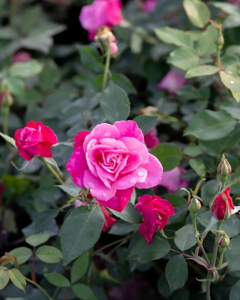 Warmer Springs In New England Are Changing Growth Patterns