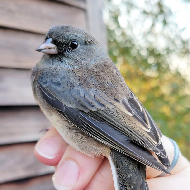 Optimal Distance From Breeding Territories