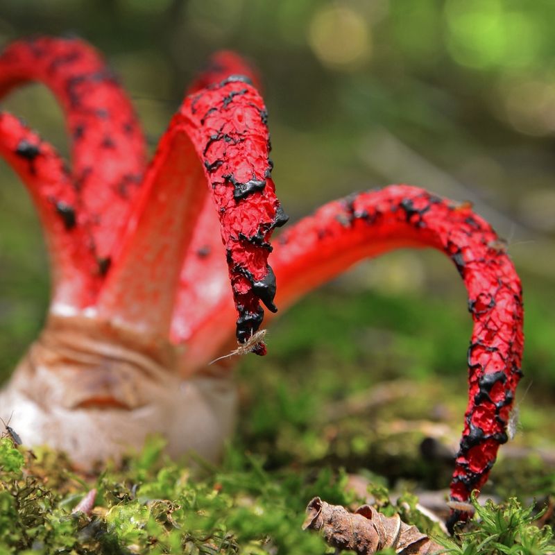 It's Not Poisonous But You Shouldn't Eat It