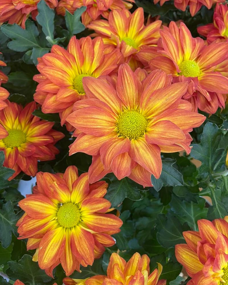 Chrysanthemum