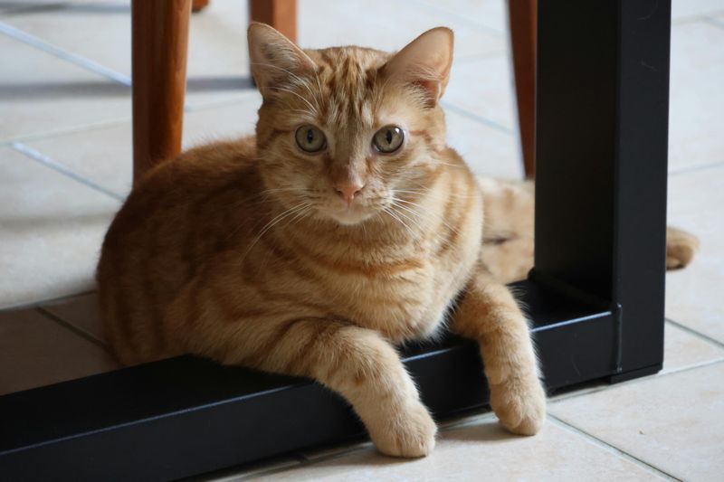 Keep Children And Pets Inside