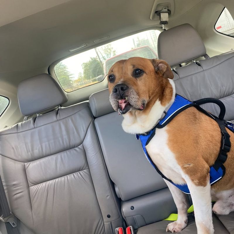 Secure Pets Immediately—Bring Them Indoors Or Into A Locked Enclosure