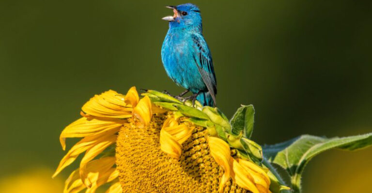 bird on flower