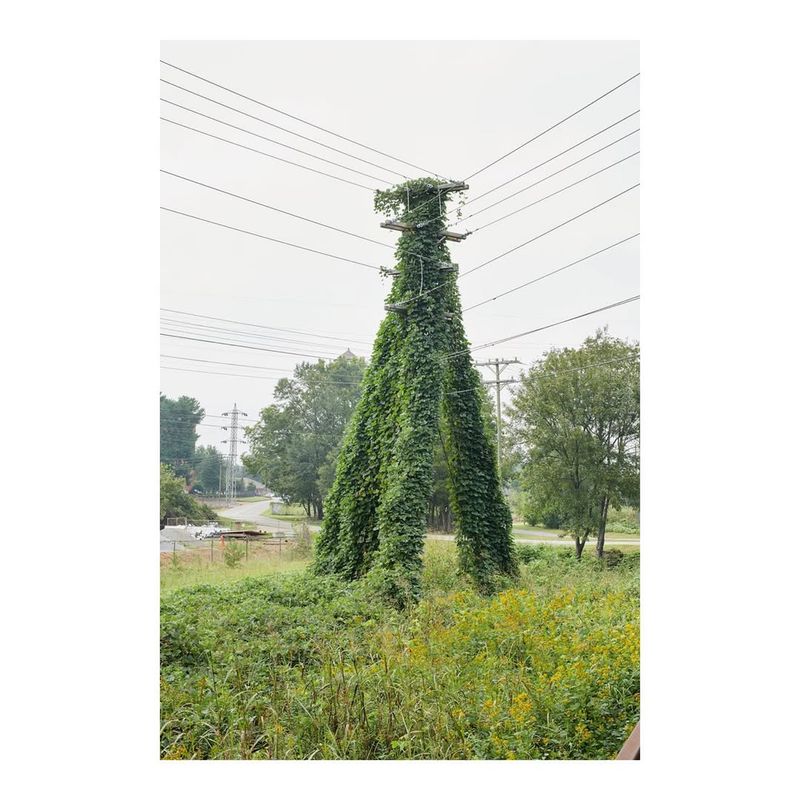 Kudzu