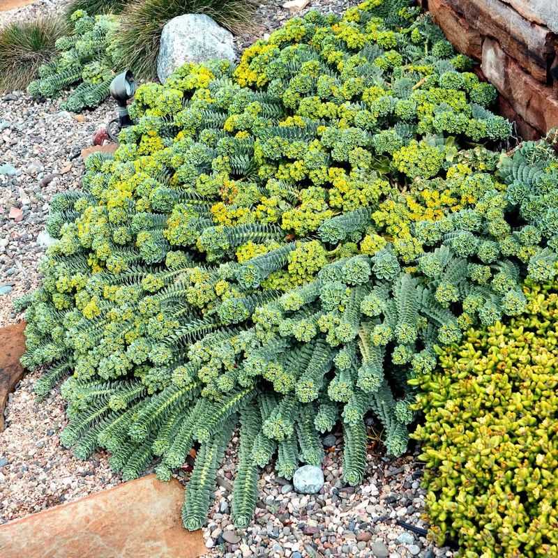 Myrtle Spurge (Euphorbia Myrsinites)