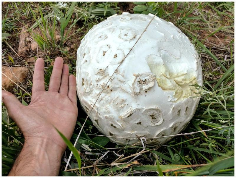 You Can Actually Eat Them When They're Fresh