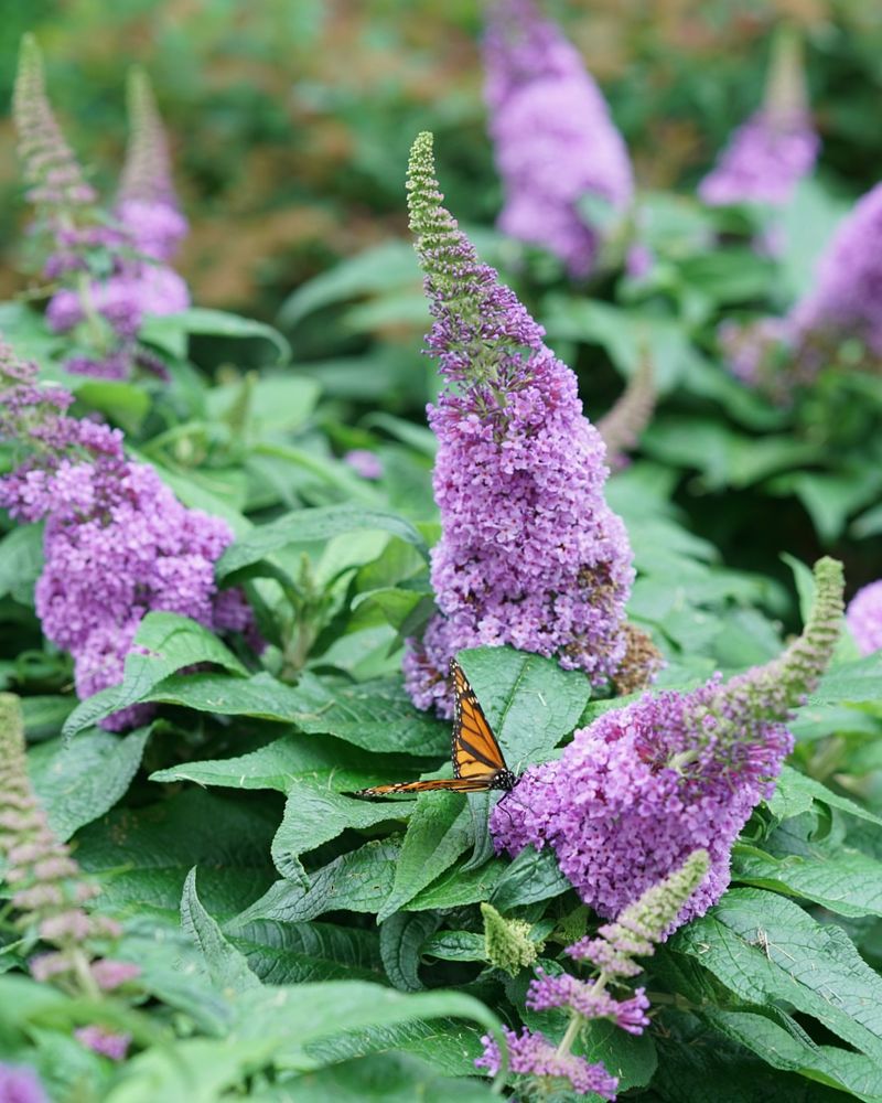 Butterfly Bush