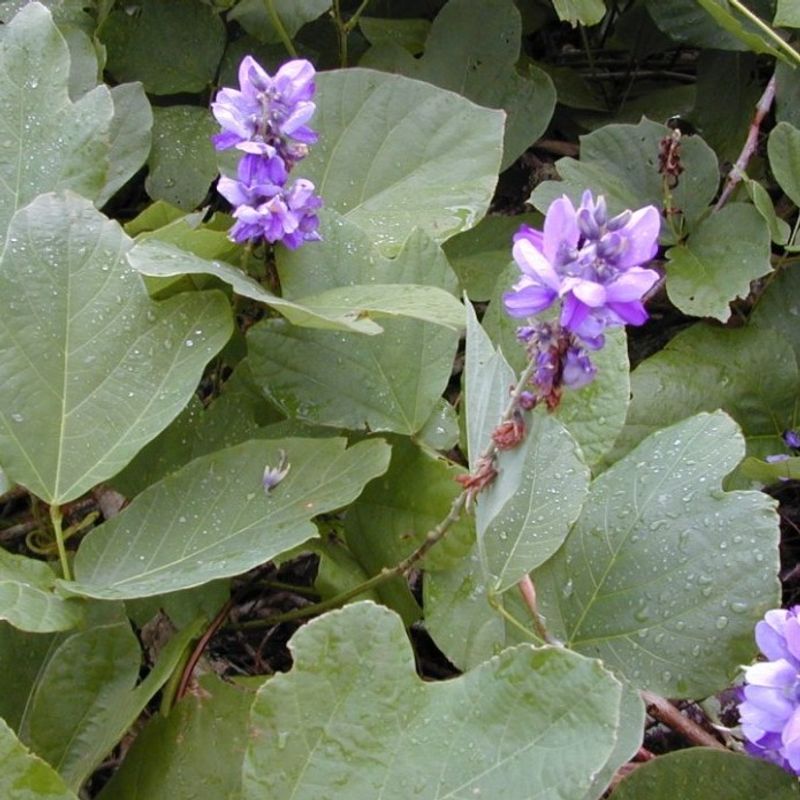 Kudzu (Pueraria Montana)