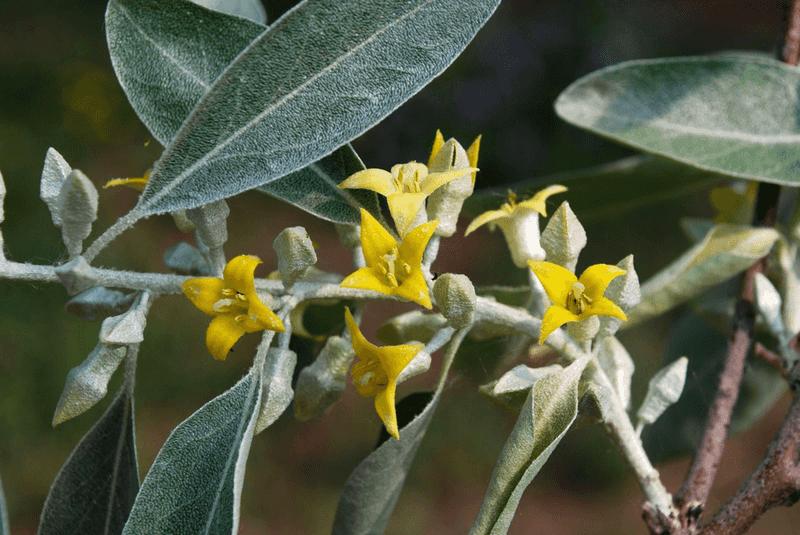 Russian Olive (Elaeagnus Angustifolia)