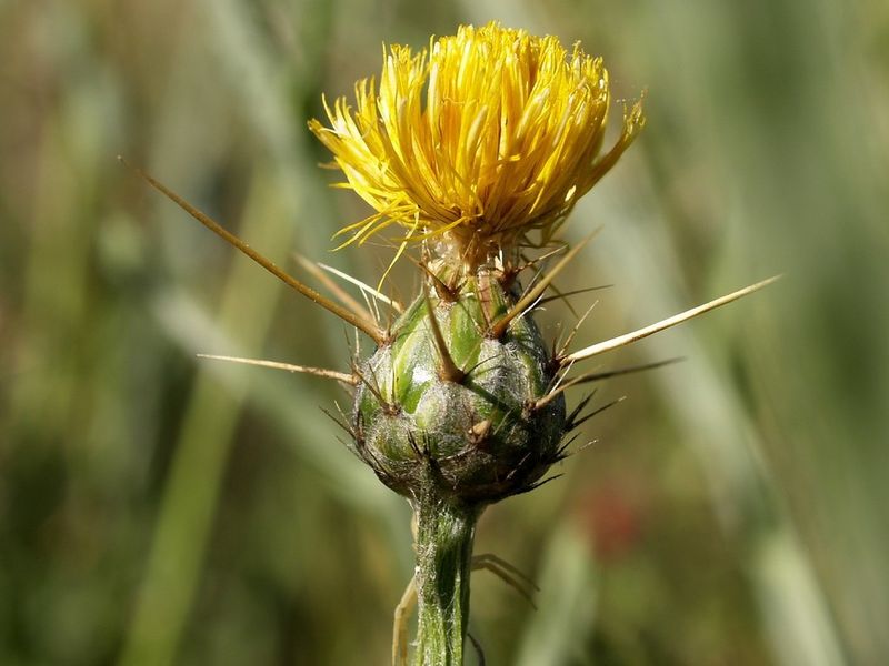 Yellow Star Thistle