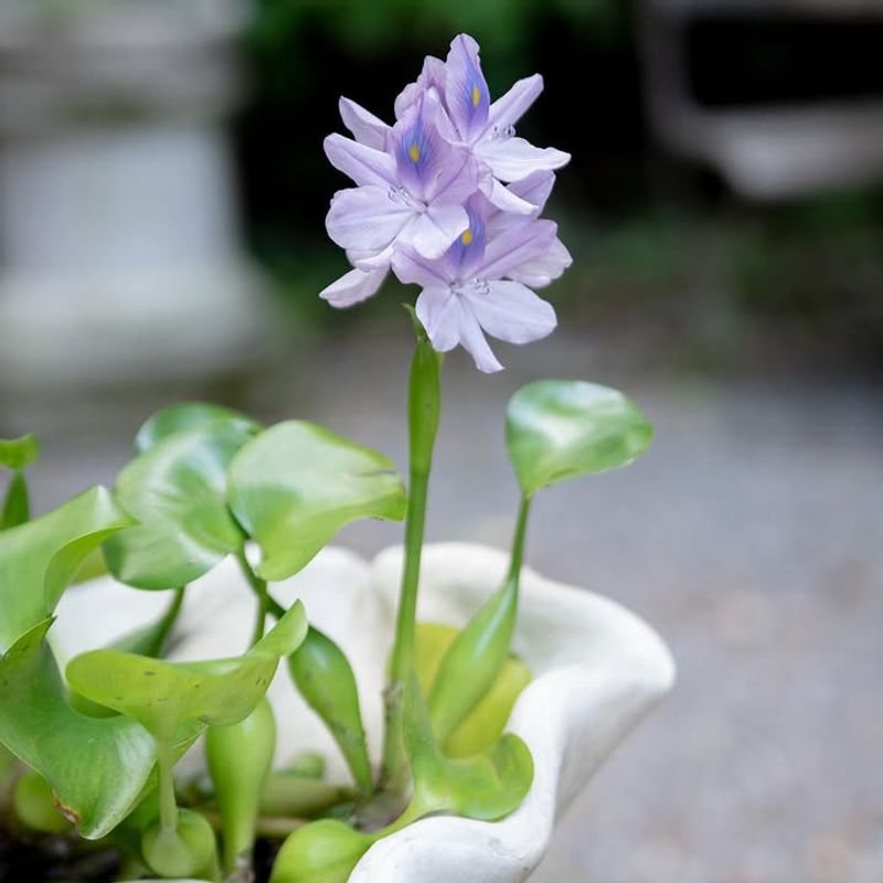 Water Hyacinth