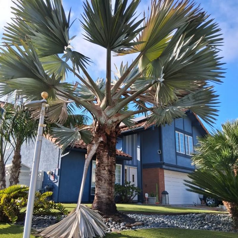 California Fan Palm (Washingtonia Filifera)