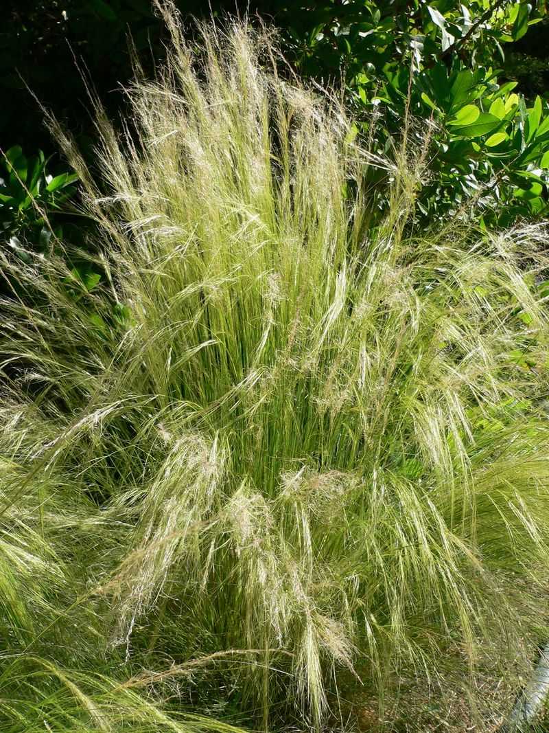 Nassella (Needlegrass Species)