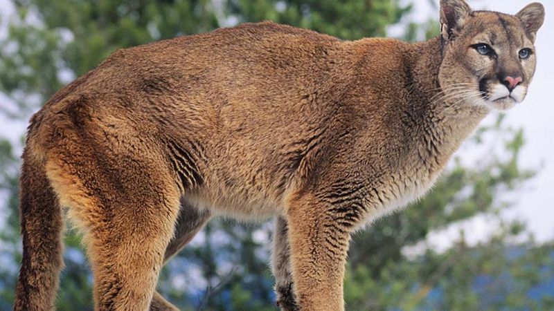 Mountain Lion