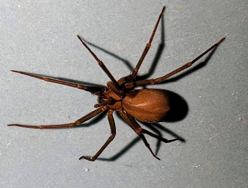 Brown Recluse Spider