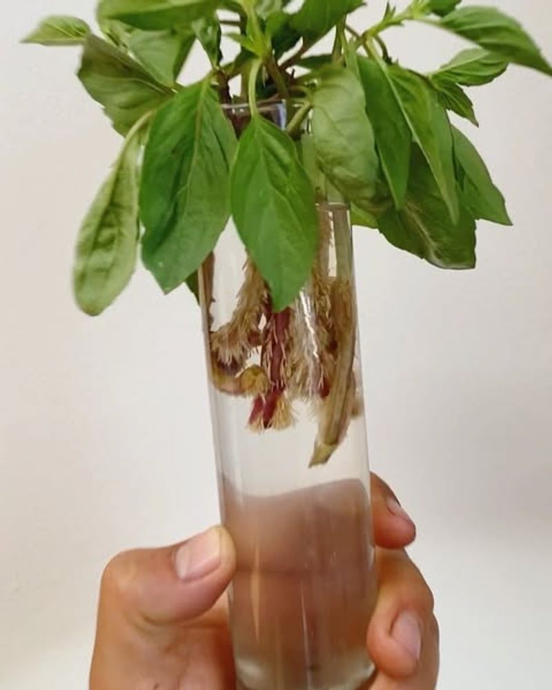 Herb Stems Root Easily In Water