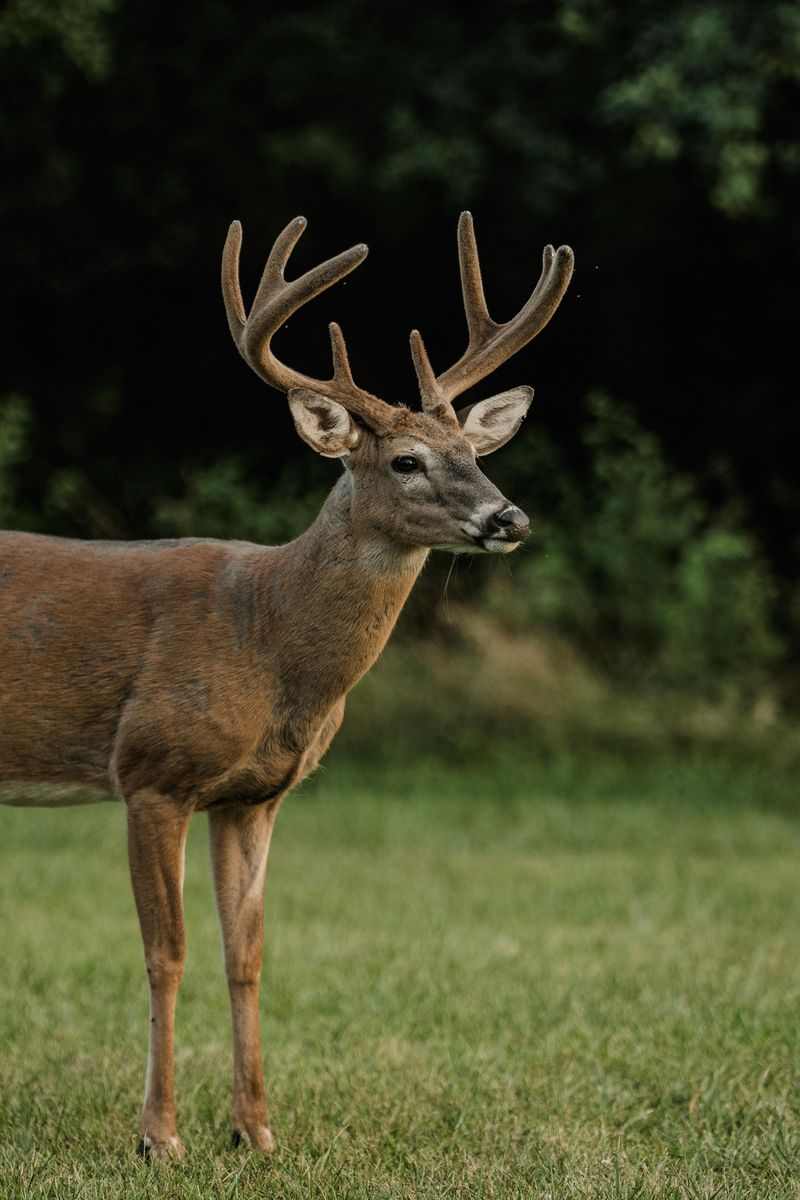 Document The Encounter From Afar